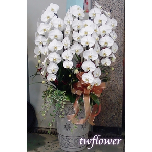 高貴蘭花